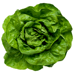 Lettuce Logo